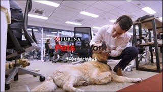PURINA Pets At Work - What is the Pets at work programme about?