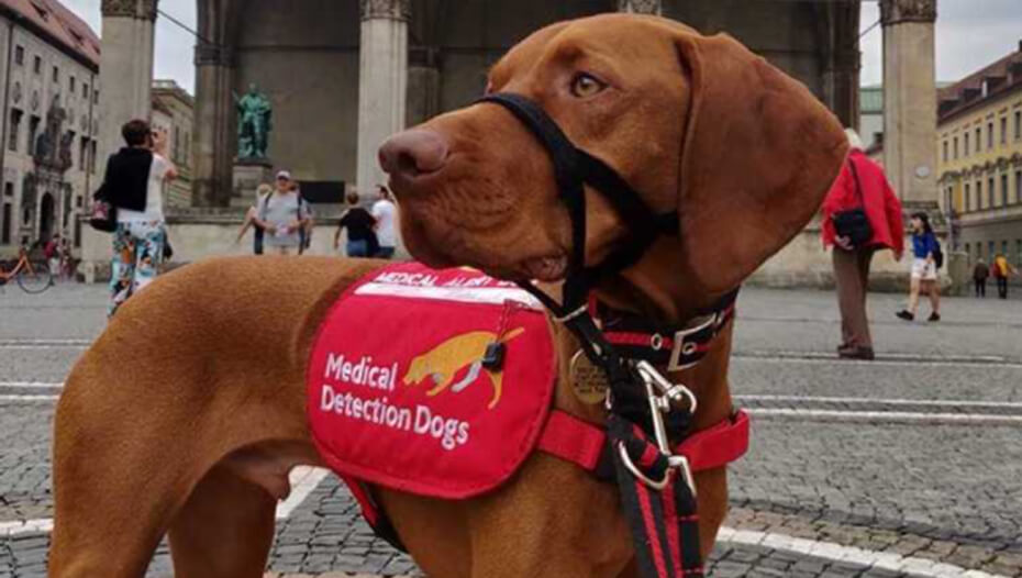 Medical assistant dog standing outside