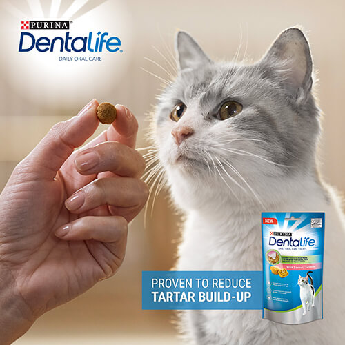 dentalife cat