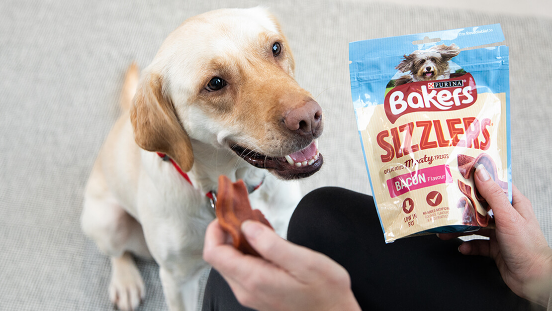 labrador looking up at a Bakers sizzler treat