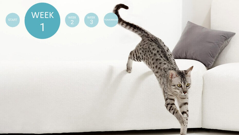 Cat leaping from sofa