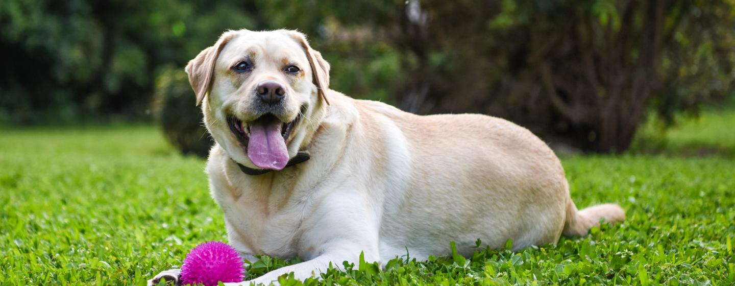 A dog laying in the grass with his toy