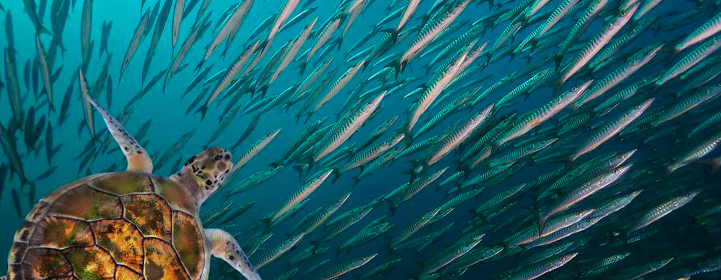 Sea turtle swimming across a school of fish