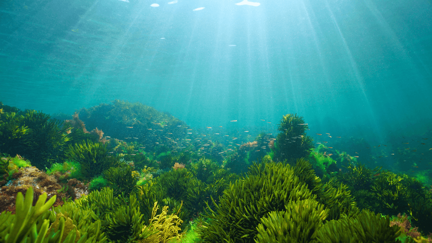 Seagrass in the bottom of the ocean