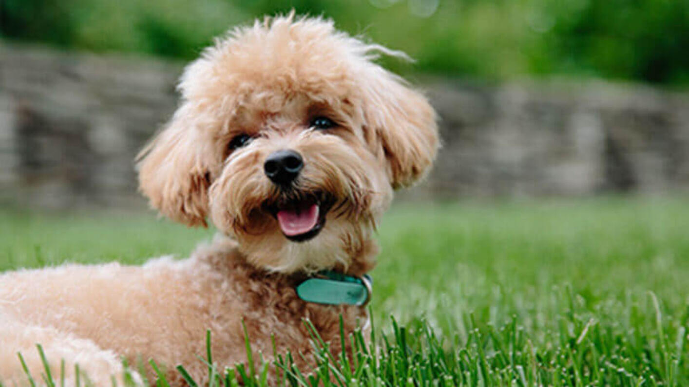 Purina ONE Dog