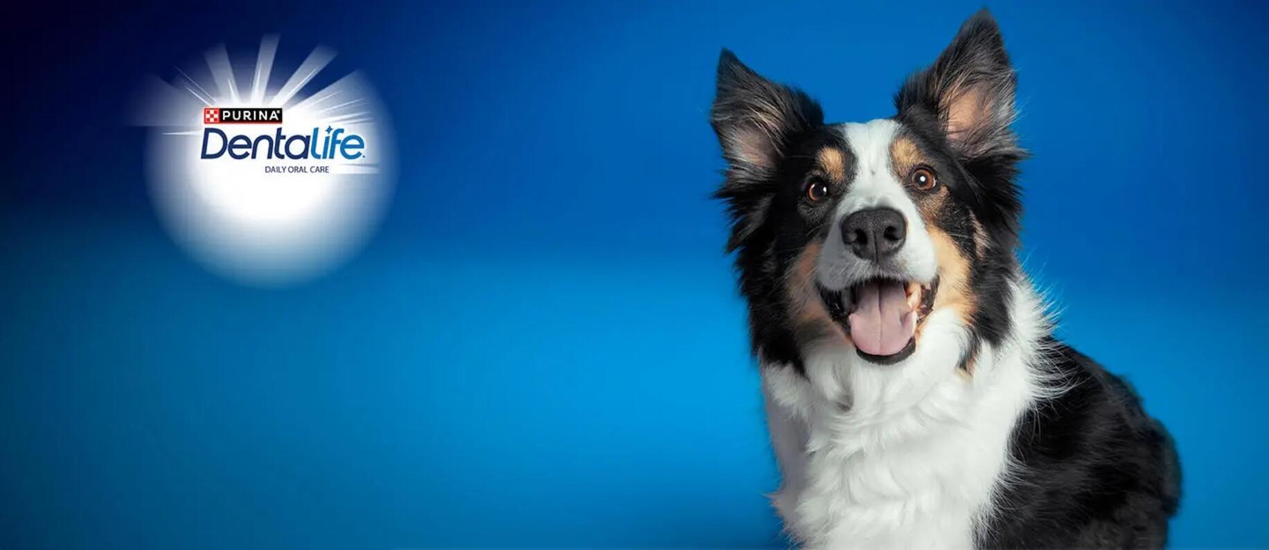 Dentalife dog shop