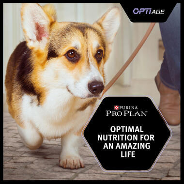 PRO PLAN Small and Mini Adult 9+ OPTIAGE Chicken Dry Dog Food