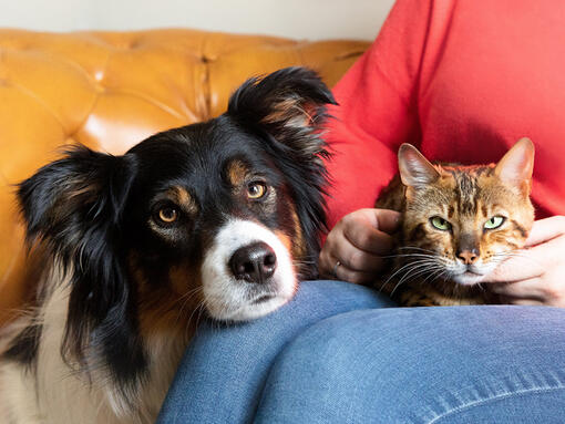 Dog and cat on owners lap