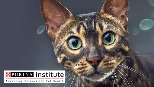 Purina Institute logo and cat