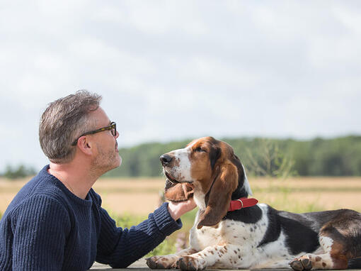 Bassett Hound being stroked by owner