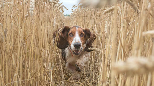 Bassett Hound running through wheat field