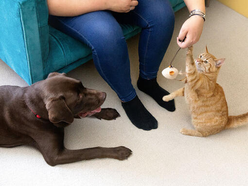 Ginger cat and chocolate Labrador sat at owners feed