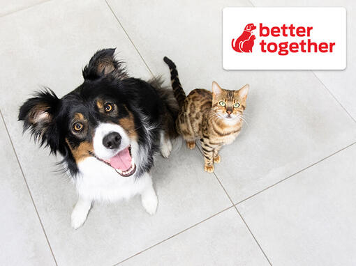 Better together logo and dog and cat