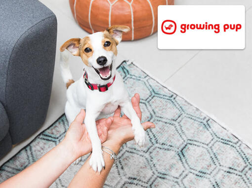 Growing pup logo and Jack Russell