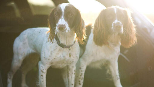Springer spaniels in the boot of a car