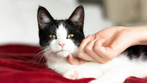 Black and white cat being stroked