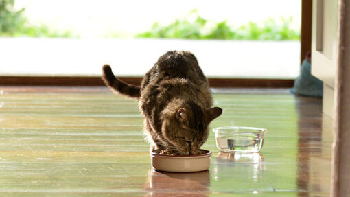 Cat eating a bowl of Beyond