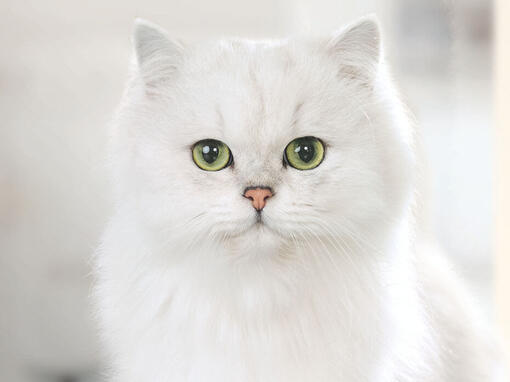 Gourmet white cat