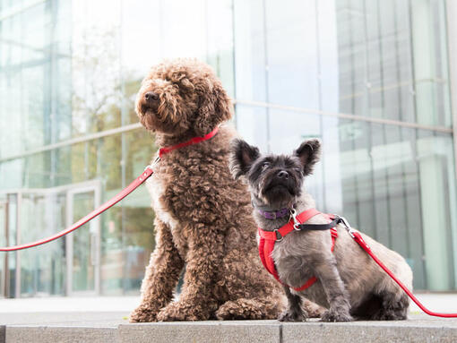 Two dogs sat at office building