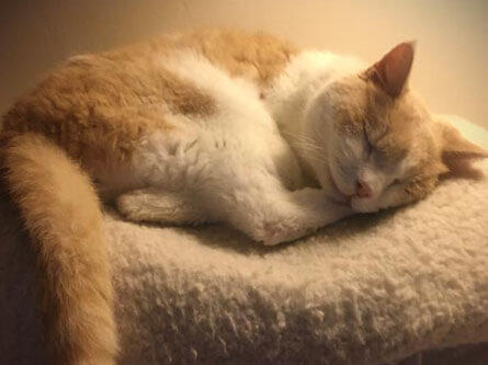 “Scrumptious” says my elderly cat Clarence