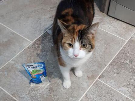 Tortoiseshell cat with Dentalife packet