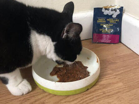 My cat is crazy for Felix shreds