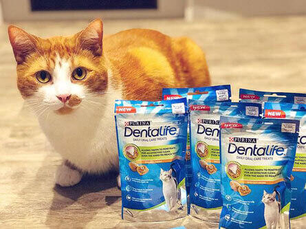 Ginger cat with packets of Dentalife