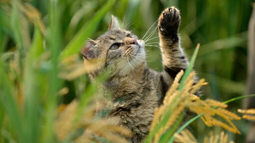 Tabby cat pawing at long grass