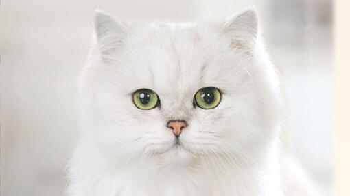 White cat facing the camera