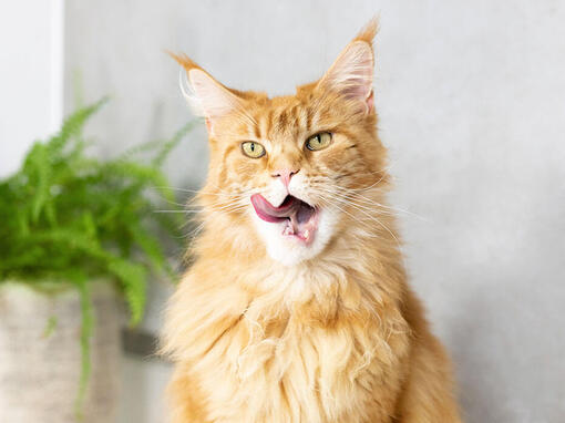 ginger cat licking lips