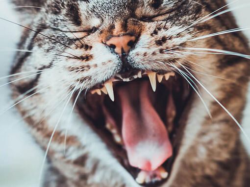 cat yawning