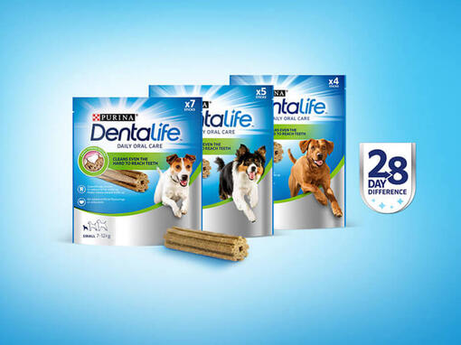 dentalife 28 day challenge