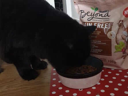 Beyond review of cat eating the product