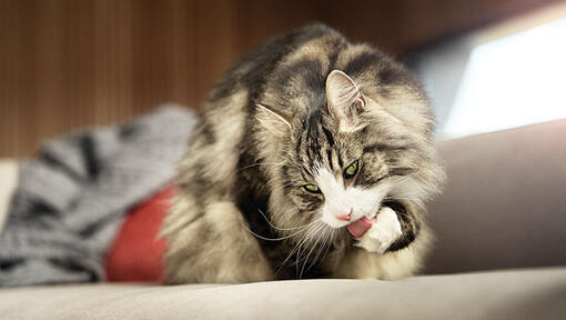 cat grooming itself