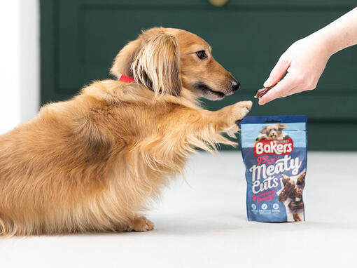 dachshund reaching out for a meaty cuts treat