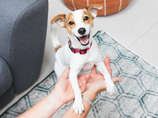 puppy jumping into owner's arms