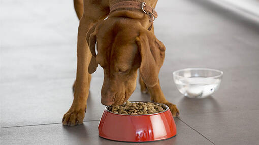 Dog eating food from red bowl