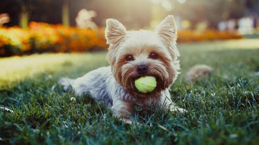 Dog laying on the grass with tennis ball