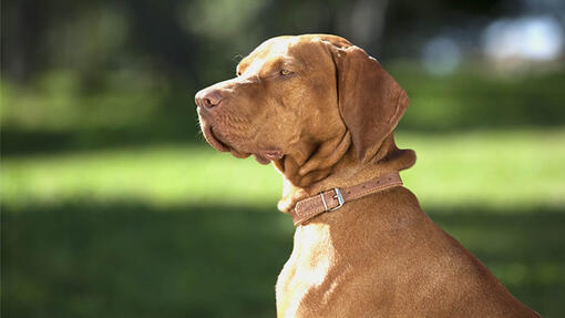 Dog sitting on the grass looking side