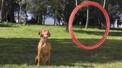 Dog sitting on the grass near to agility tire