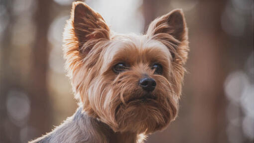 Yorkshire Terrier looks into the distance