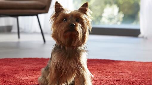 Dog sitting on the carpet