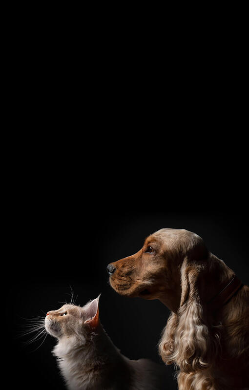 Dog and cat on black background