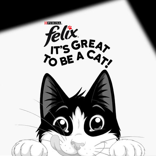 black and white cat banner for Felix It's Great to Be a Cat showing a cat