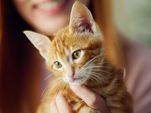 Friskies Cat Crunchy & Tender