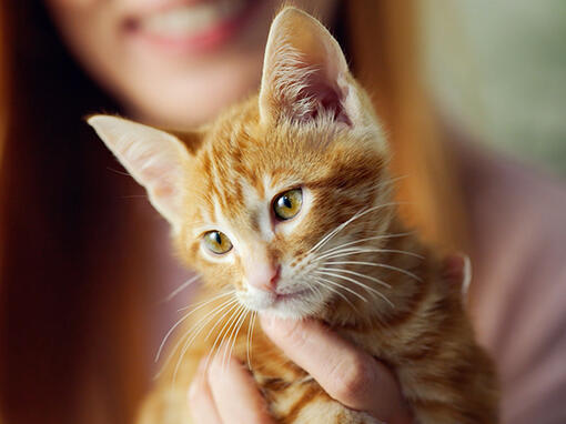 Friskies Cat Crunchy & Tender