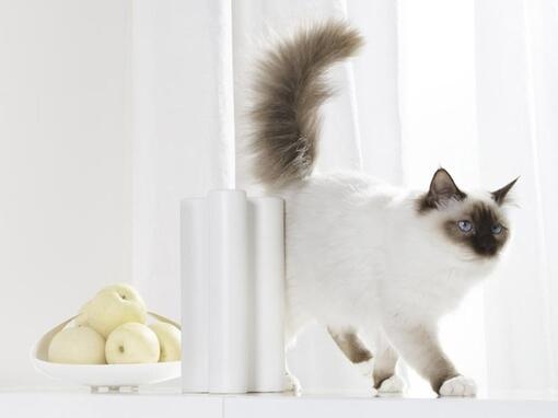 Cat and bowl of fruit