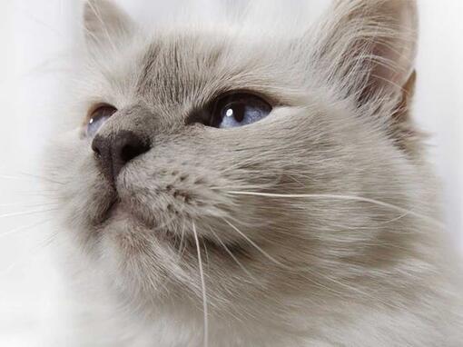 Close up of grey cat's face