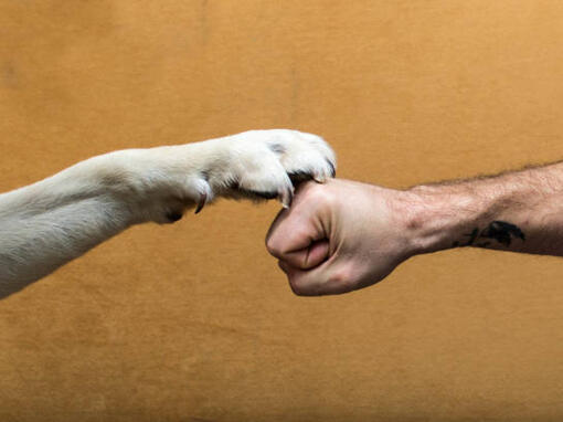 A dog's paw and a man's fist together