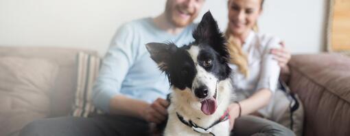 A couple looking at their dog